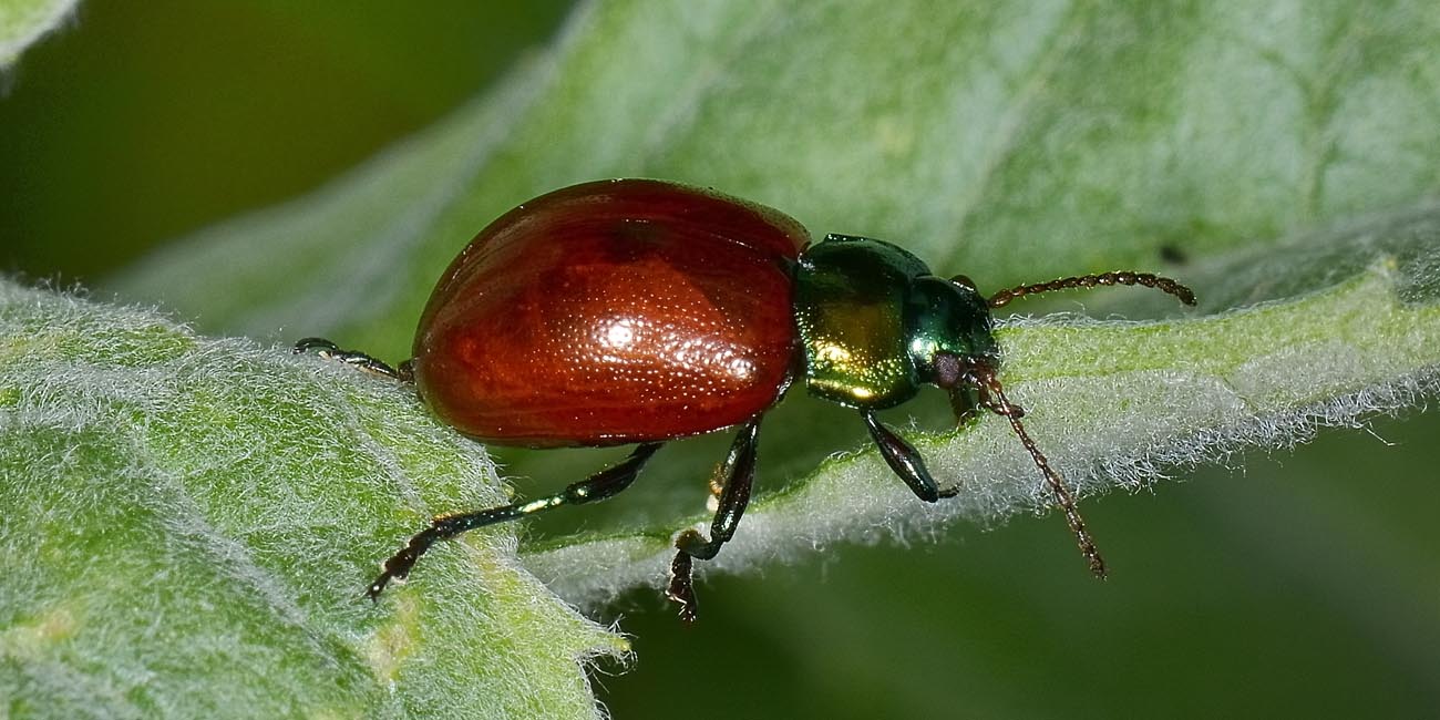 Chrysolina polita, Chrysomelidae